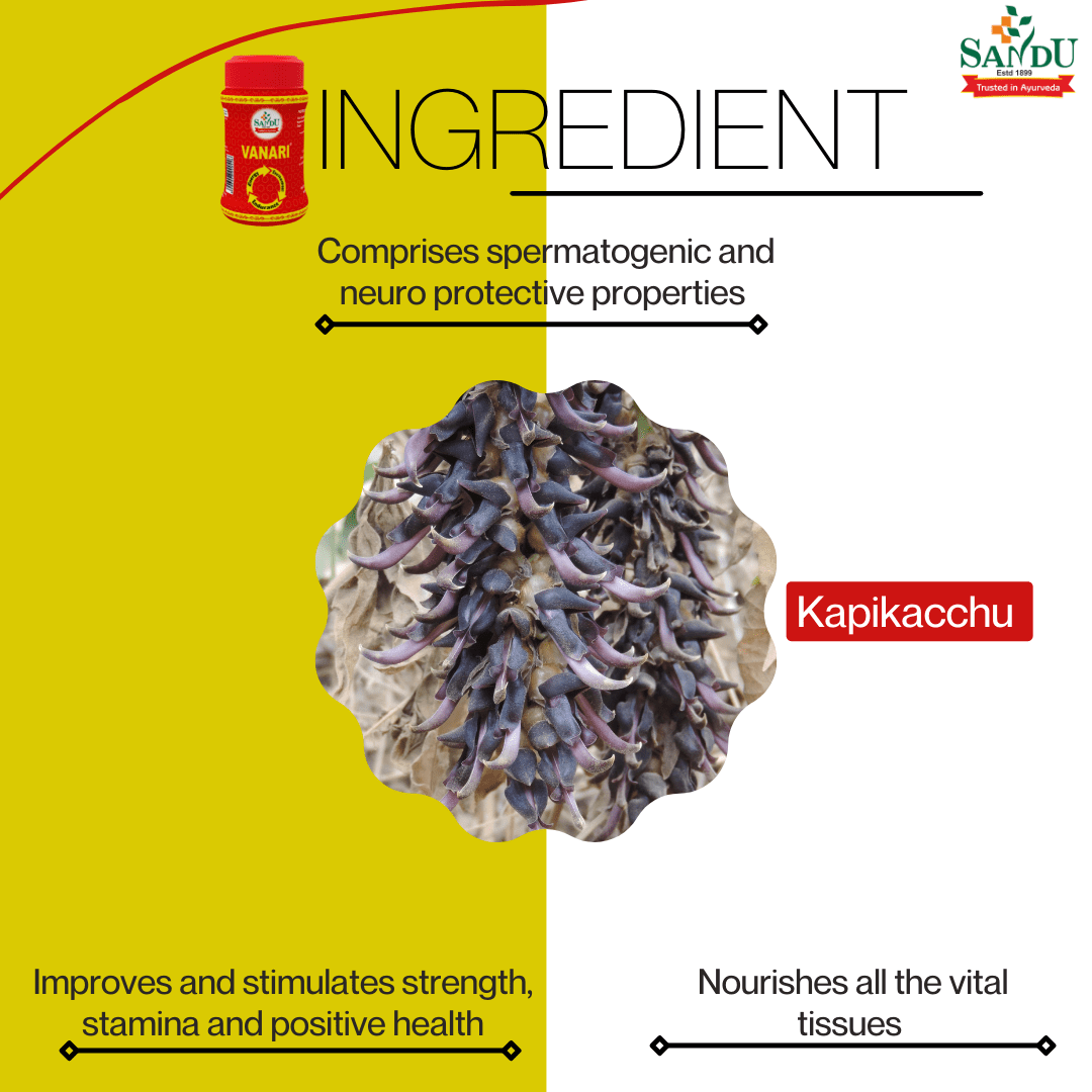 Sandu Vanari Kalpa (200 g) ~ Ayurvedic Medicine to Improves Energy, Excitement, Endurance - Image 7